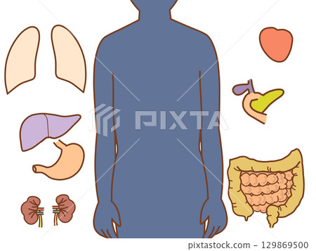 Internal body illustration: Internal body puzzle: Place parts in position 129869500