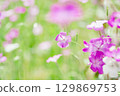 Spring: Dianthus flowers blooming in the light 129869753