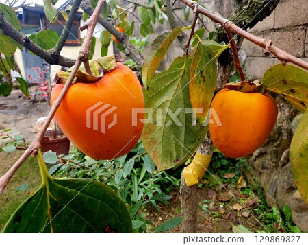 Ripe persimmons hanging on a tree, their orange hues contrasting beautifully with lush green leaves. The fruits glisten under natural sunlight, showcasing their plump and glossy appearance. Ripe persimmons hanging on a tree, their orange hues contrasting beautifully with lush green leaves. The fruits glisten under natural sunlight, showcasing their plump and glossy appearance. 129869827