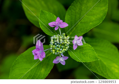 Hydrangea scenery in Mori, Morimachi, Shuchi District, Shizuoka Prefecture 129869953