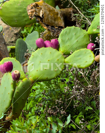 Prickly pear cactus with vibrant purple fruits in a natural setting Prickly pear cactus with vibrant purple fruits in a natural setting 129870401