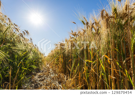 Wheat stalks stand tall and golden in a sunlit field, showcasing the beauty of agricultural abundance during the harvest season Wheat stalks stand tall and golden in a sunlit field, showcasing the beauty of agricultural abundance during the harvest season 129870454