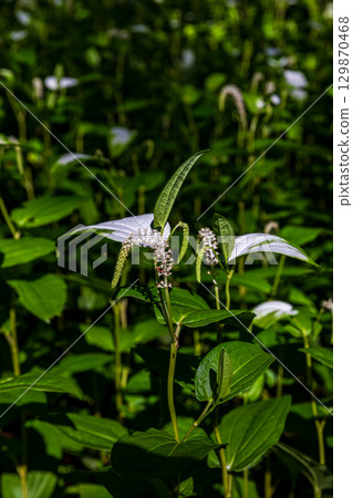 靜岡縣週知郡森町梶島：山村風景 129870468