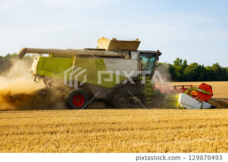A large harvesting machine gathers ripe wheat in a sunlit field, creating clouds of dust as it moves through the crops in summer A large harvesting machine gathers ripe wheat in a sunlit field, creating clouds of dust as it moves through the crops in summer 129870493