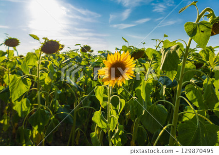 A single sunflower blooms amidst lush green leaves in a vast field, illuminated by sunlight on a clear day 129870495