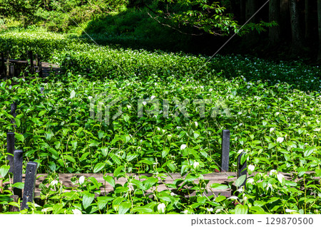Kajishima, Morimachi, Shuchi District, Shizuoka Prefecture: Mountain village scenery Kajishima, Morimachi, Shuchi District, Shizuoka Prefecture: Mountain village scenery 129870500