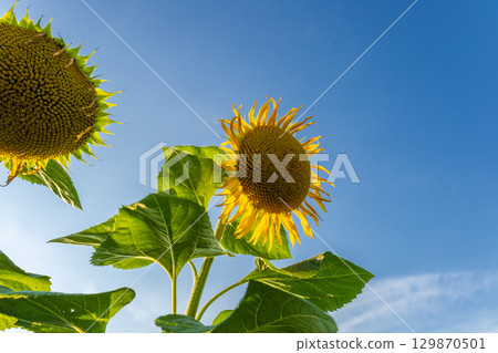 Sunflowers stand tall under a clear blue sky, soaking up the sunlight on a vibrant summer afternoon 129870501
