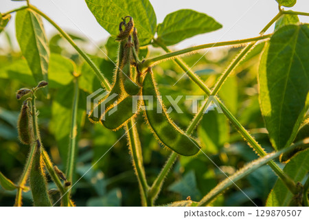 Green soybean pods hang from vibrant plants, illuminated by the warm glow of the late afternoon sun on a farm Green soybean pods hang from vibrant plants, illuminated by the warm glow of the late afternoon sun on a farm 129870507