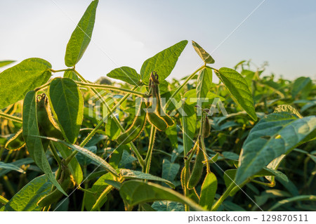 Green soybean plants with pods are thriving in an extensive field, illuminated by warm sunlight during the late afternoon Green soybean plants with pods are thriving in an extensive field, illuminated by warm sunlight during the late afternoon 129870511