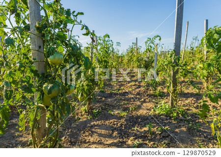 Rows of healthy tomato plants thrive in a large agricultural field, flourishing under bright sunshine in mid-summer Rows of healthy tomato plants thrive in a large agricultural field, flourishing under bright sunshine in mid-summer 129870529