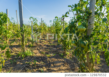 Rows of thriving tomato plants are basking in sunlight with green fruit developing on vines in a cultivated field 129870532