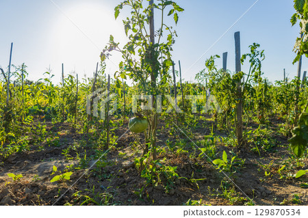 Rows of healthy tomato plants bask in bright sunlight on a warm day, showcasing rich green foliage and developing fruits 129870534