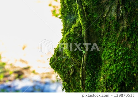 Kajishima, Morimachi, Shuchi District, Shizuoka Prefecture: Mountain village scenery 129870535