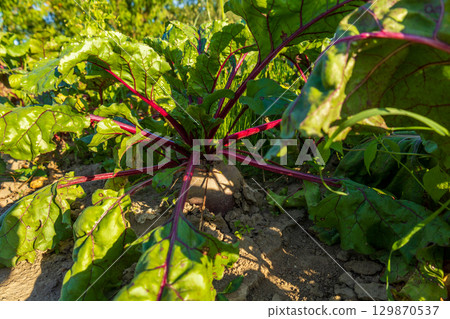 Beetroot plants thrive with large green leaves in a garden, basking in the warm summer sunlight. Soil textures complement the greenery Beetroot plants thrive with large green leaves in a garden, basking in the warm summer sunlight. Soil textures complement the greenery 129870537