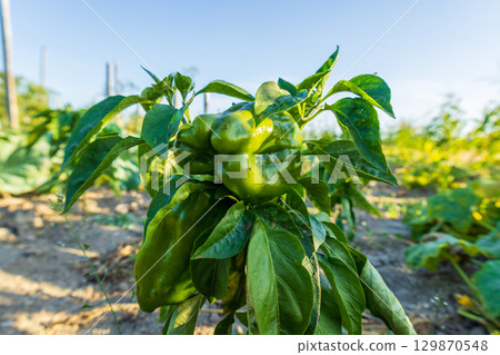 Bright green bell peppers are thriving on a farm, nestled among vibrant plants in warm afternoon sunlight, showcasing healthy growth 129870548