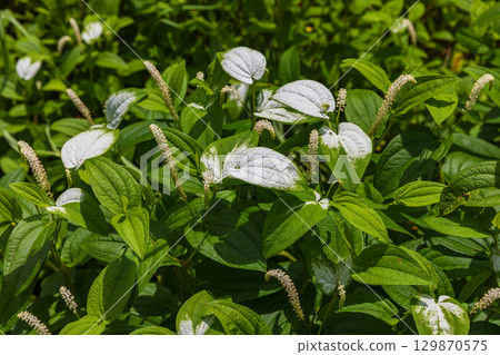 靜岡縣週知郡森町梶島：山村風景 129870575