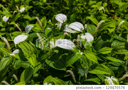 靜岡縣週知郡森町梶島：山村風景 129870576