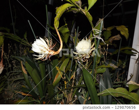 A large white moonbeauty flower that can only be enjoyed for one night. 129870656