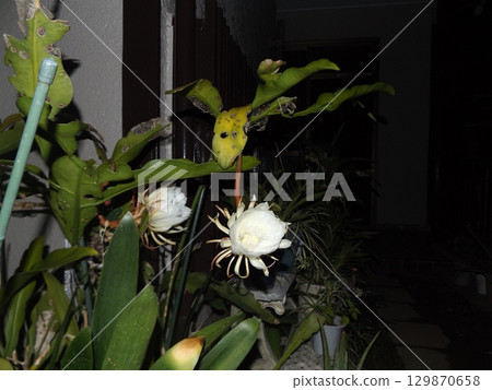 白色的大月季花，只能觀賞一晚。 129870658