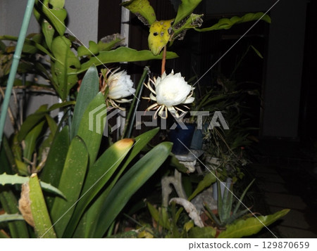 A large white moonbeauty flower that can only be enjoyed for one night. A large white moonbeauty flower that can only be enjoyed for one night. 129870659