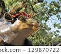 Dazaifu Cow 129870722