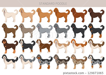 Standard poodle dogs clipart. All coat colors set 129871065