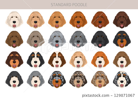 Standard poodle dogs clipart. All coat colors set Standard poodle dogs clipart. All coat colors set 129871067