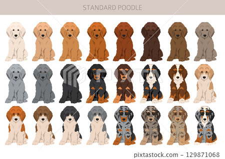 Standard poodle dogs clipart. All coat colors set Standard poodle dogs clipart. All coat colors set 129871068
