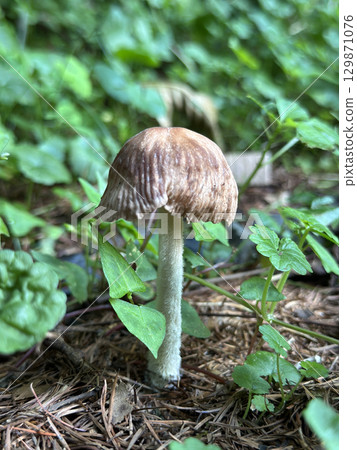 Unknown mushrooms found in the garden 129871076