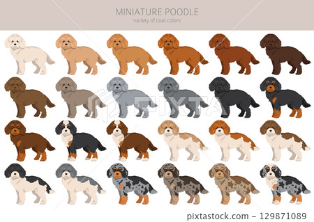 Miniature poodle clipart. Different coat colors infographics 129871089