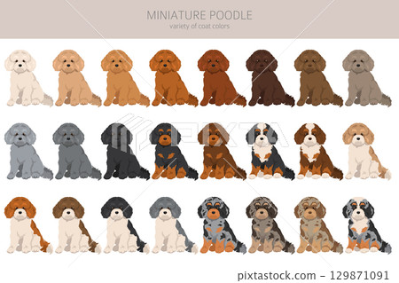 Miniature poodle clipart. Different coat colors infographics Miniature poodle clipart. Different coat colors infographics 129871091