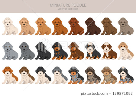 Miniature poodle clipart. Different coat colors infographics Miniature poodle clipart. Different coat colors infographics 129871092