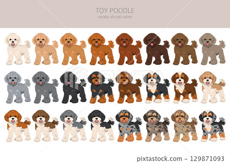 Toy poodle clipart. Different coat colors set Toy poodle clipart. Different coat colors set 129871093