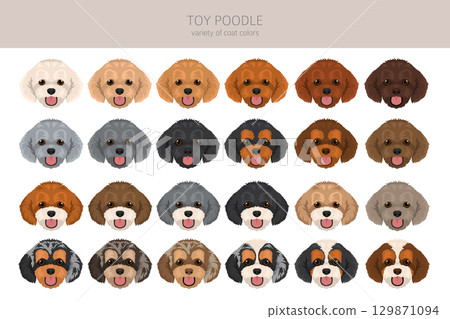 Toy poodle clipart. Different coat colors set Toy poodle clipart. Different coat colors set 129871094