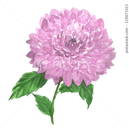 Dahlia painted in watercolor 25821pix7 129871423