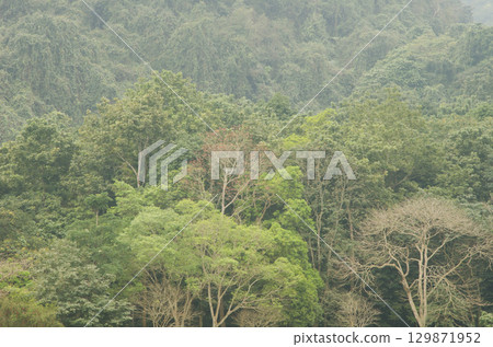 Forest in Cuc Phuong National Park. Forest in Cuc Phuong National Park. 129871952
