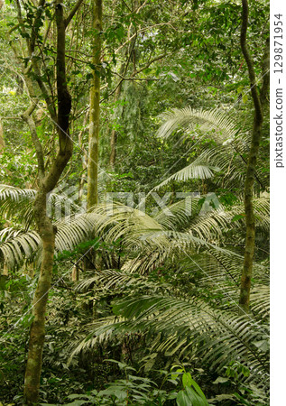 Forest in Cuc Phuong National Park. 129871954