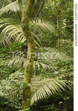 Forest in Cuc Phuong National Park. Forest in Cuc Phuong National Park. 129871956