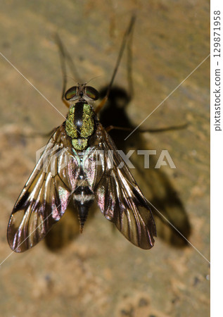 Snipe fly Chrysopilus sp. 129871958