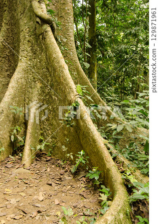 Buttressed trunk of Tetrameles nudiflora. Buttressed trunk of Tetrameles nudiflora. 129871961