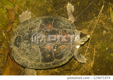 Chinese stripe-neeked turtle. 129871974