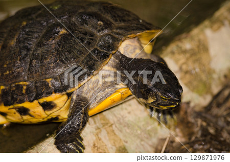Yellow-belied slider Trachemys scripta scripta. 129871976