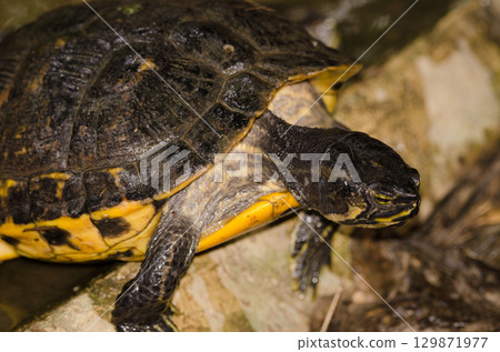 Yellow-belied slider Trachemys scripta scripta. 129871977
