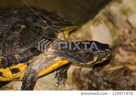 Yellow-belied slider Trachemys scripta scripta. Yellow-belied slider Trachemys scripta scripta. 129871978