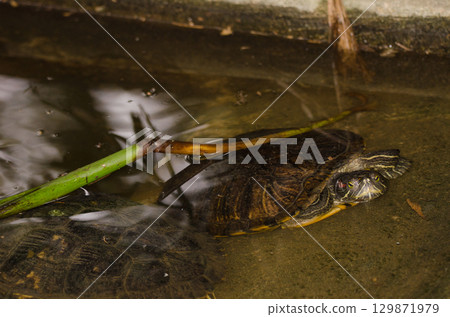 Red-eared slider Trachemys scripta elegans. Red-eared slider Trachemys scripta elegans. 129871979