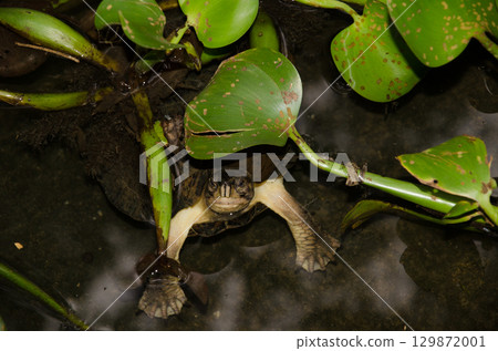 Eastern black-bridged leaf turtle. 129872001