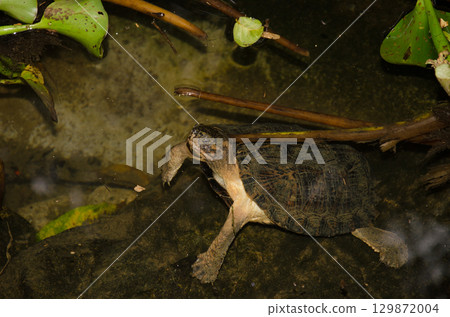 Eastern black-bridged leaf turtle. 129872004