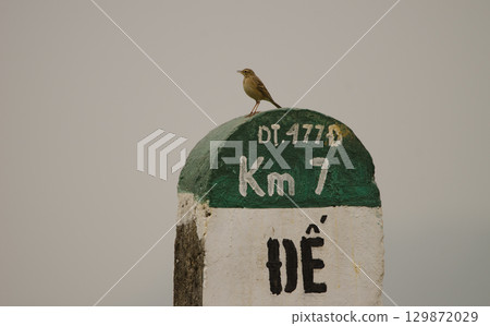 Paddyfield pipit calling. 129872029