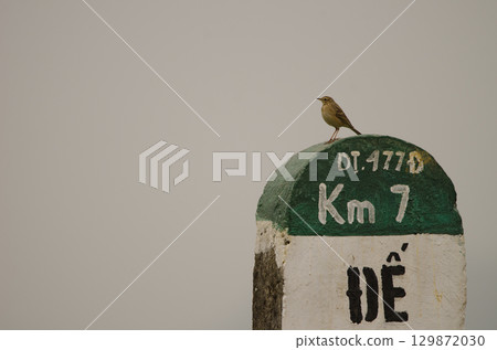 Paddyfield pipit on a traffic sign. 129872030
