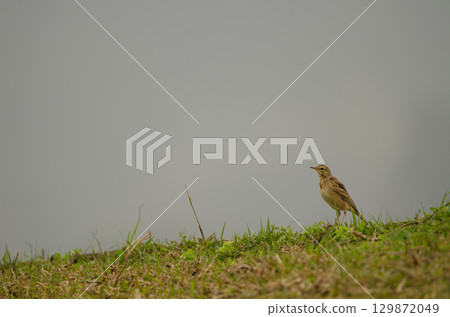 Paddyfield pipit Anthus rufus. 129872049